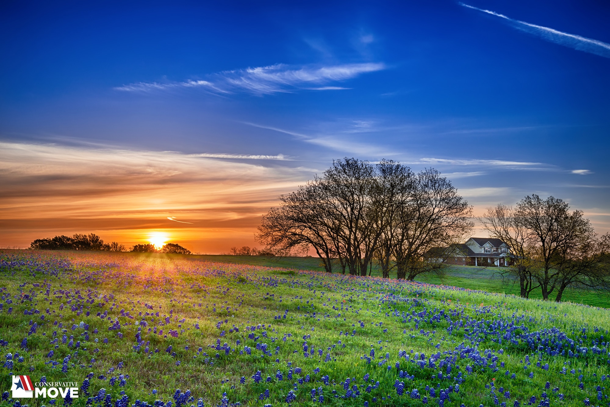 Texas countryside with bluebonnets at sunset